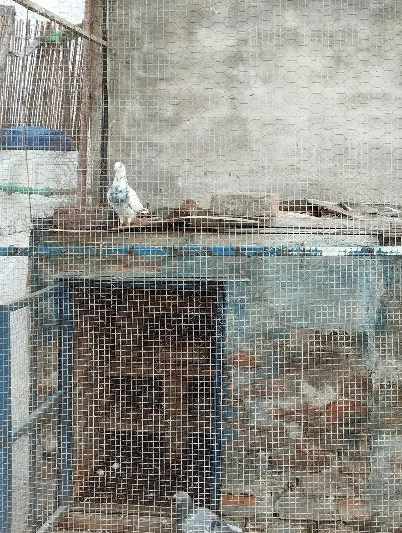 sharzi female for sale — photo 4