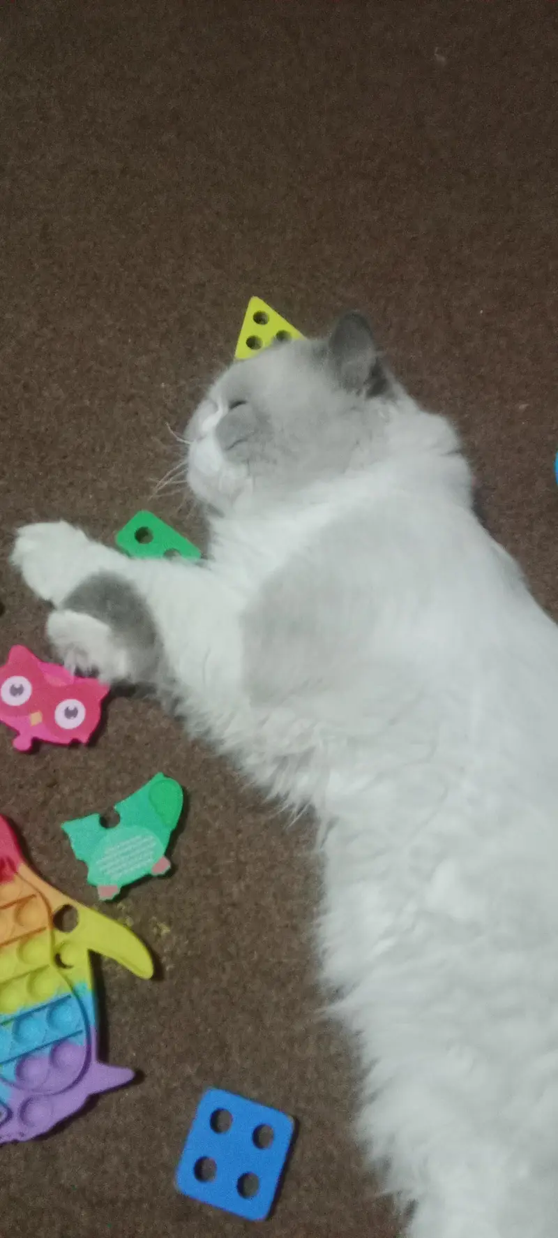 male female Persian cats sale — photo 5