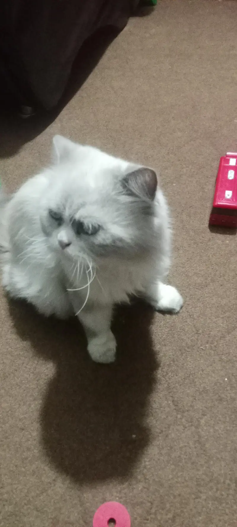male female Persian cats sale — photo 6
