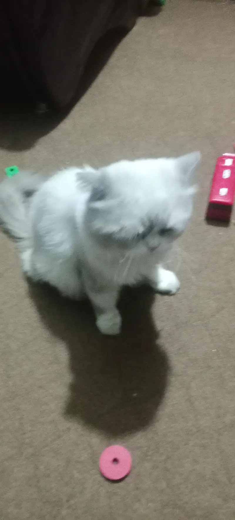 male female Persian cats sale — photo 7