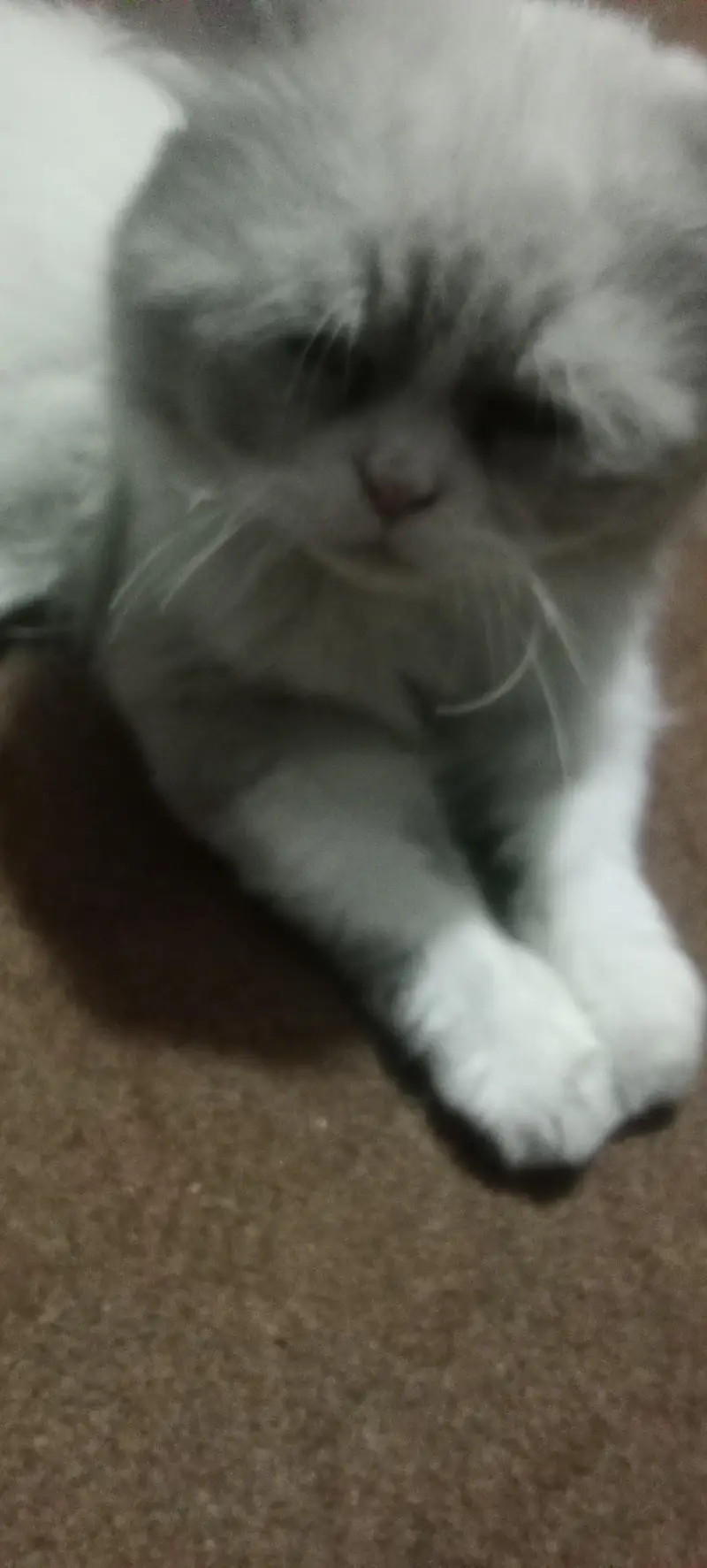 male female Persian cats sale — photo 8