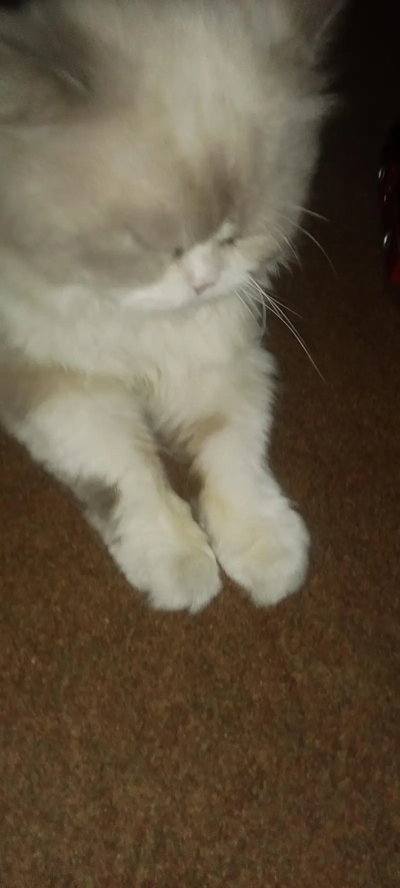 male female Persian cats sale — photo 9