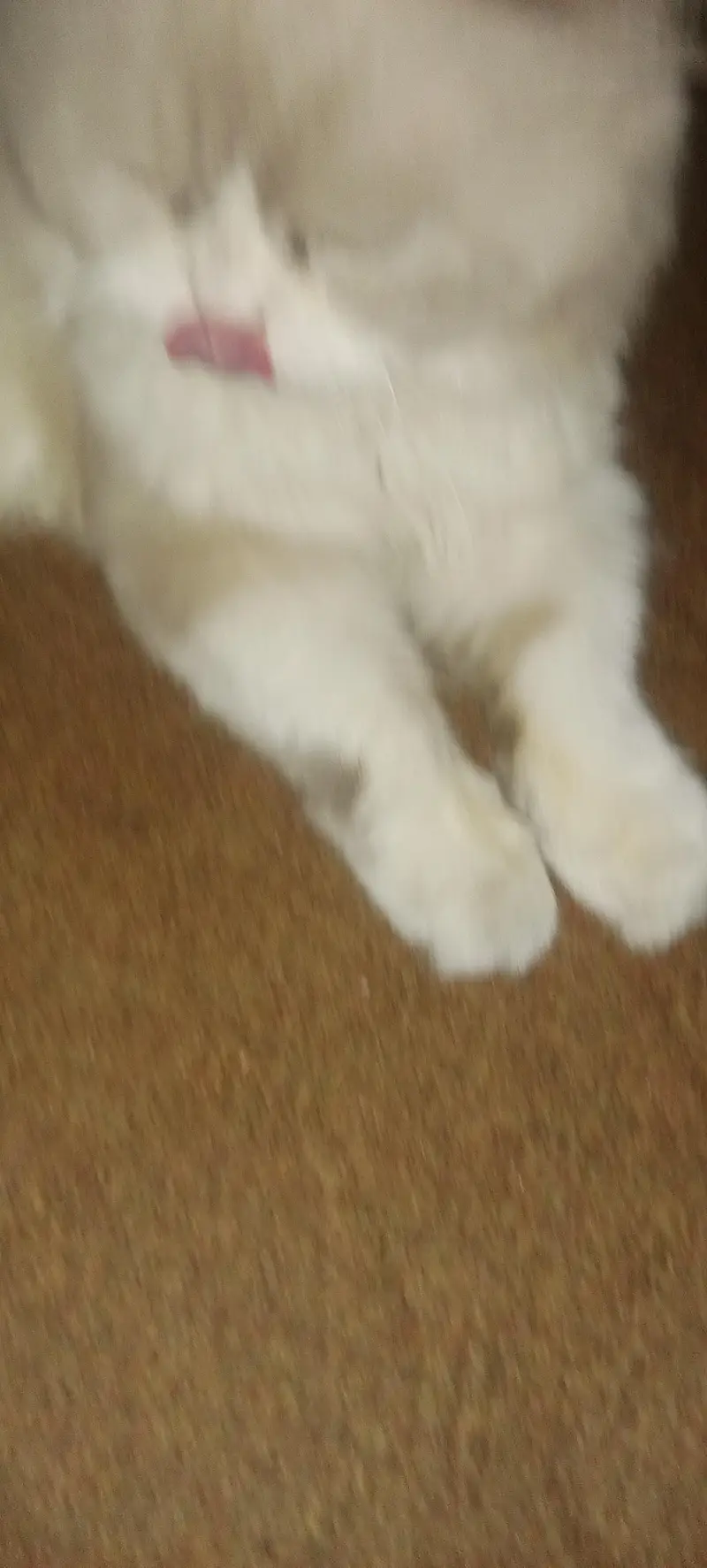 male female Persian cats sale — photo 10