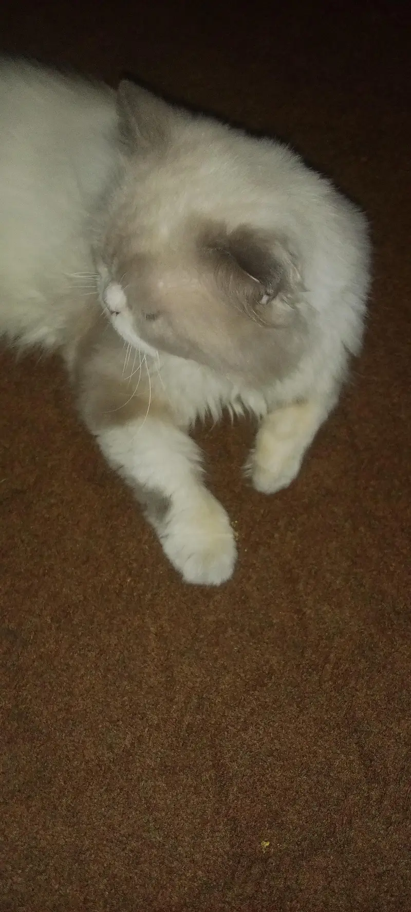 male female Persian cats sale — photo 11