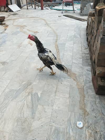 Aseel pair for Sale