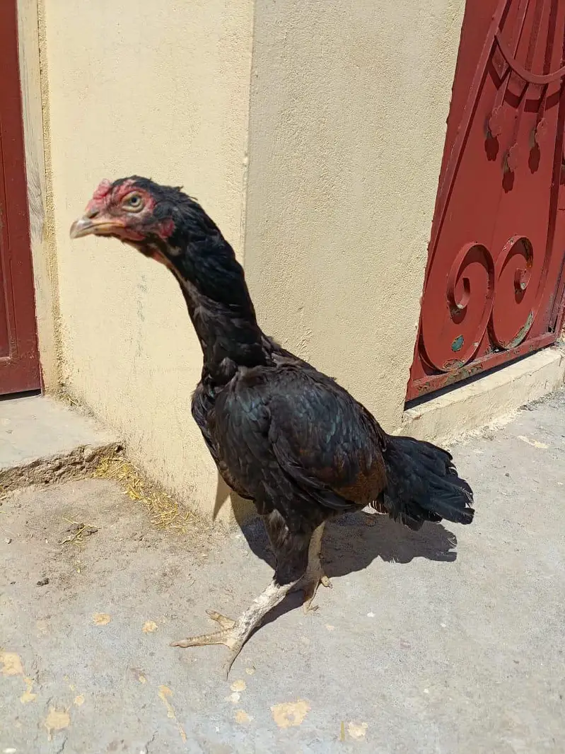 Aseel pair for Sale — photo 2
