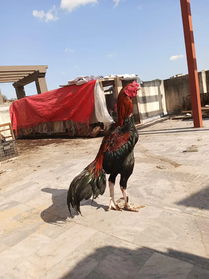 Aseel pair for Sale — photo 5