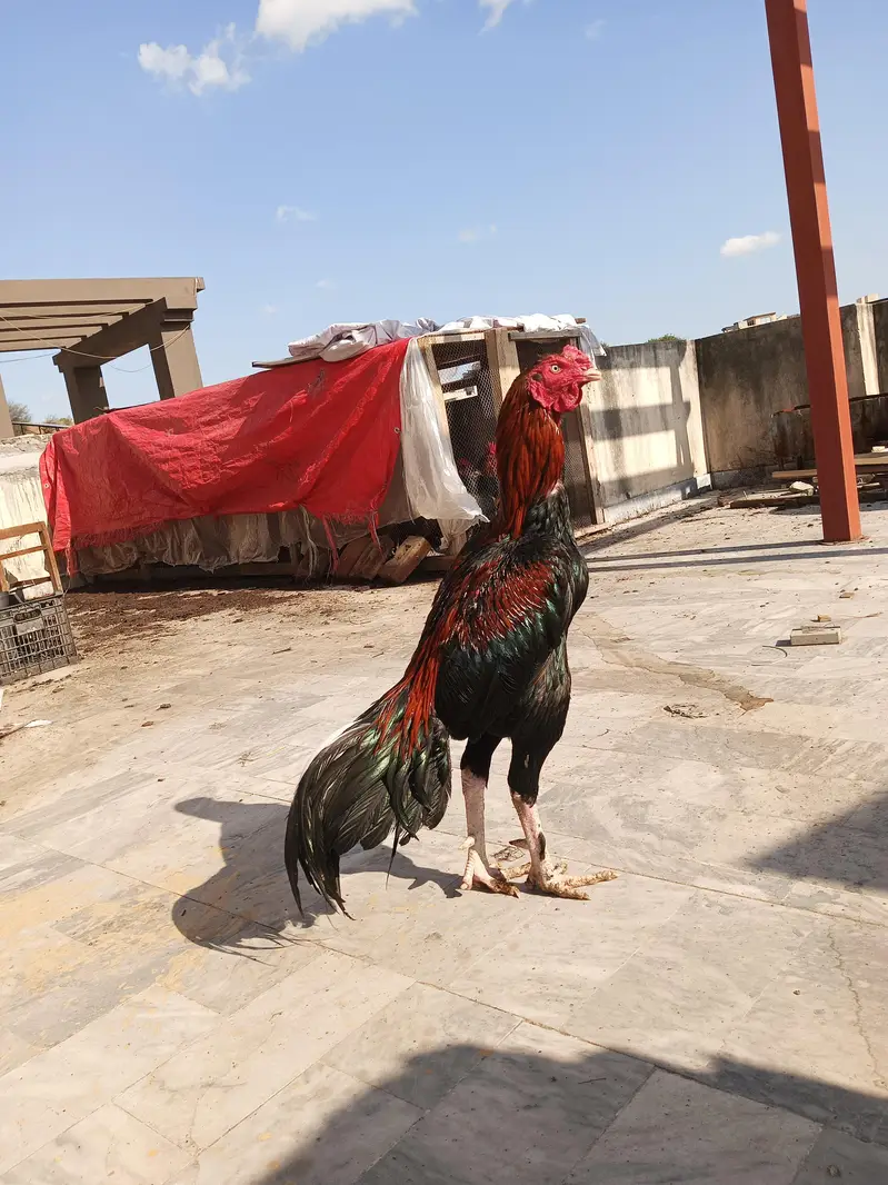 Aseel pair for Sale — photo 6
