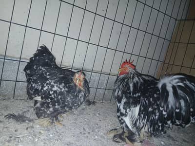 mollted Bantam pair