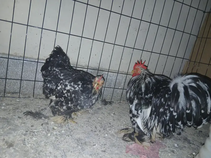 mollted Bantam pair — photo 2