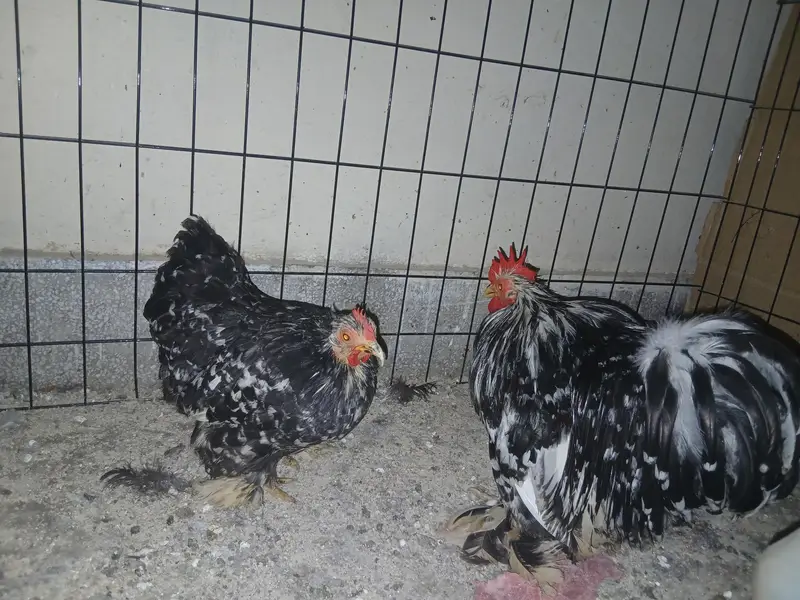 mollted Bantam pair — photo 3