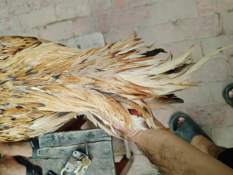 Shajra Aseel Murga Mianwali Aseel Patha Peela 03098573144 — photo 5