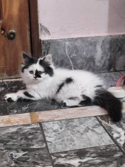 Male + Female Cate For Sale