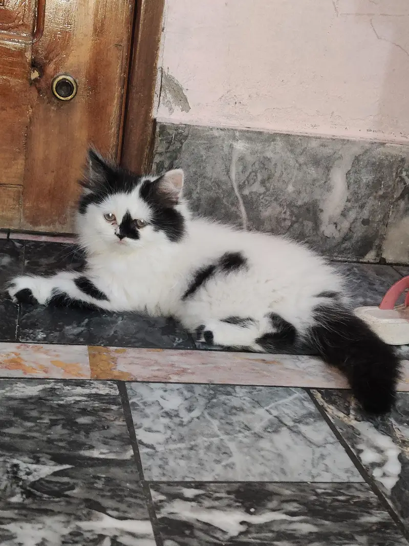 Male + Female Cate For Sale — photo 2