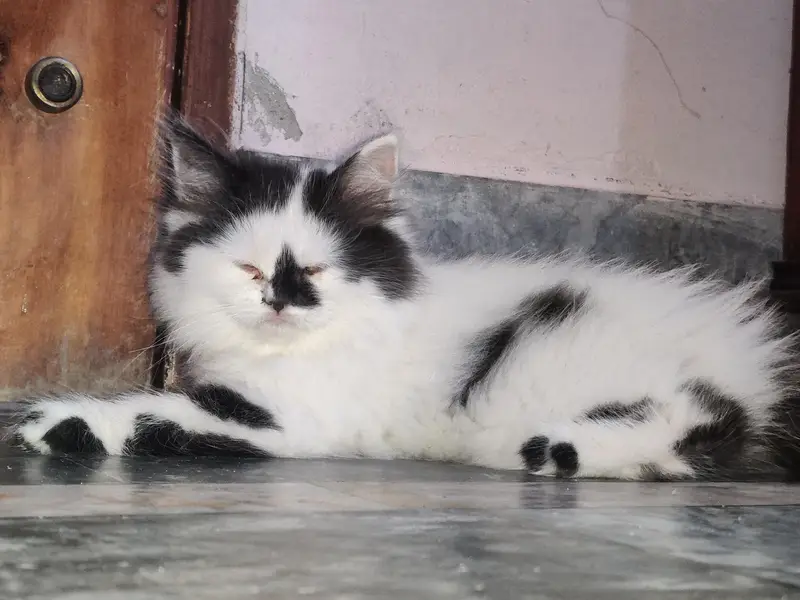 Male + Female Cate For Sale — photo 3