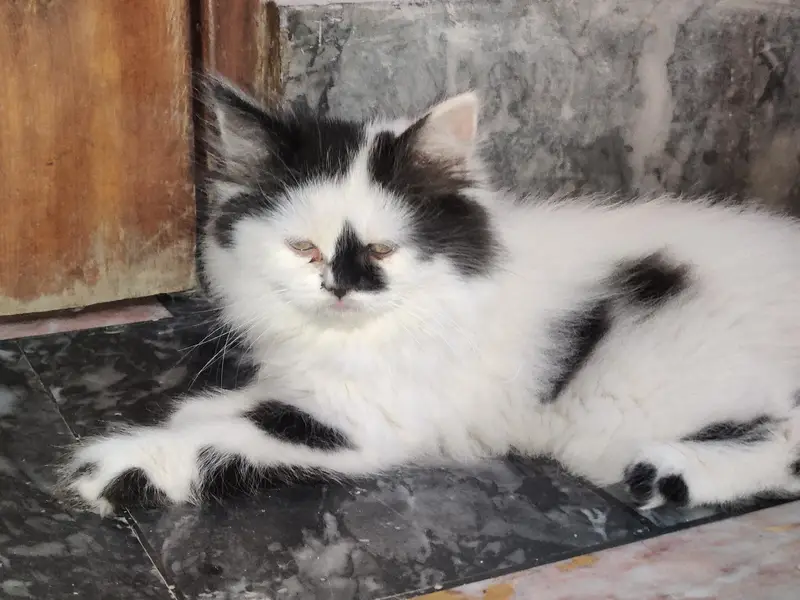 Male + Female Cate For Sale — photo 4