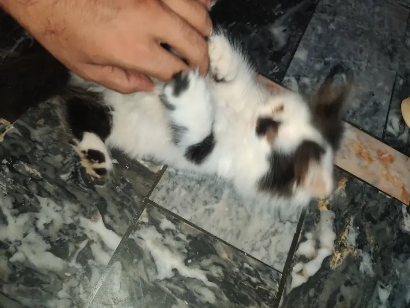 Male + Female Cate For Sale — photo 5
