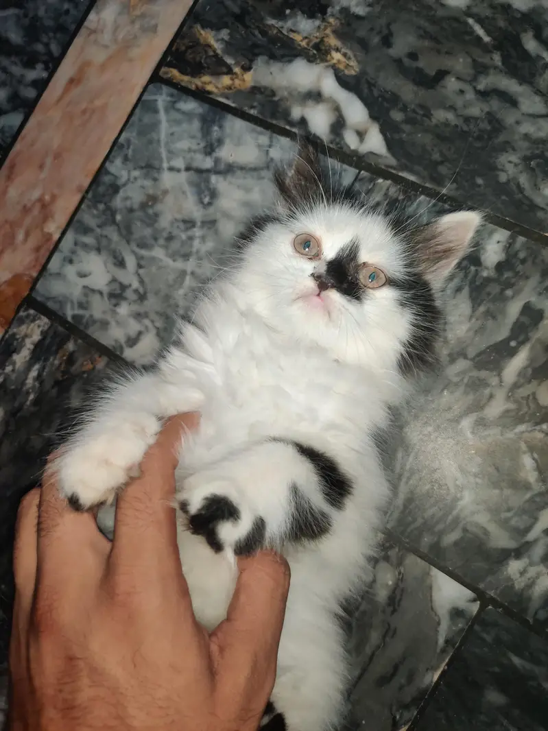 Male + Female Cate For Sale — photo 8