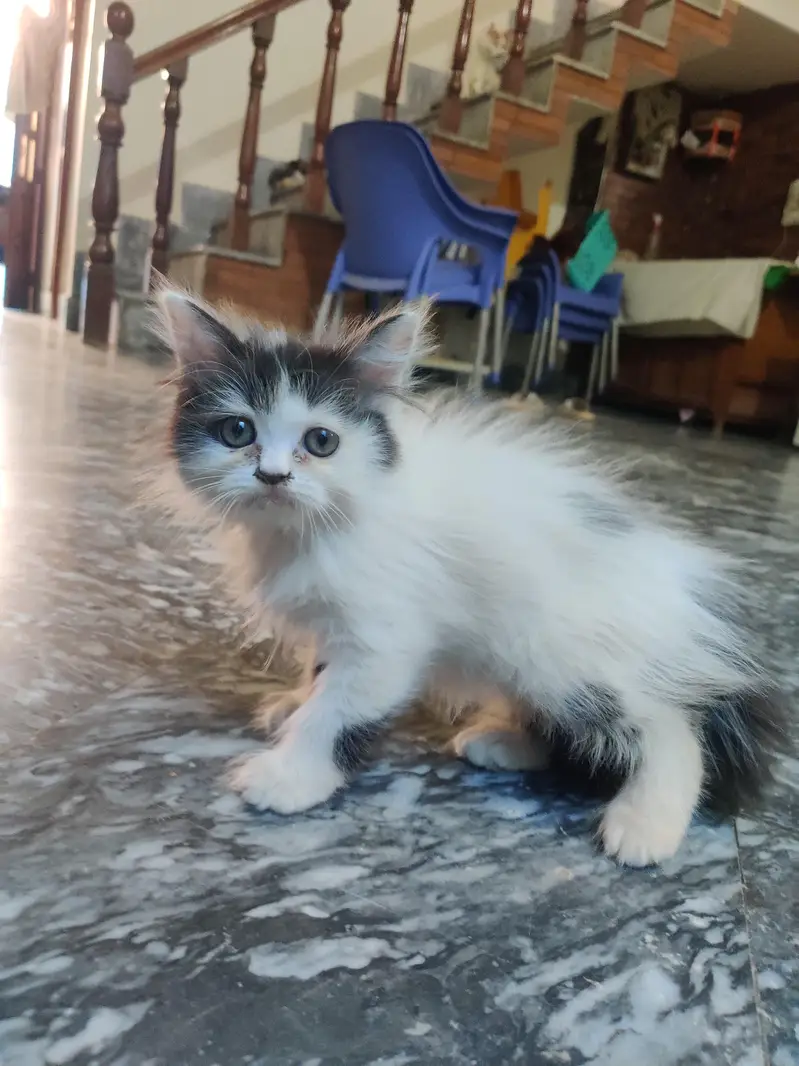 Male + Female Cate For Sale — photo 9