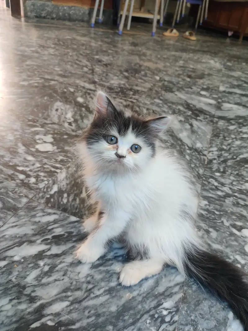 Male + Female Cate For Sale — photo 10