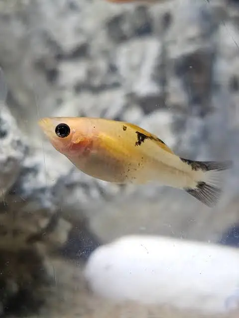 Molly Fish Breeder Pairs — photo 3