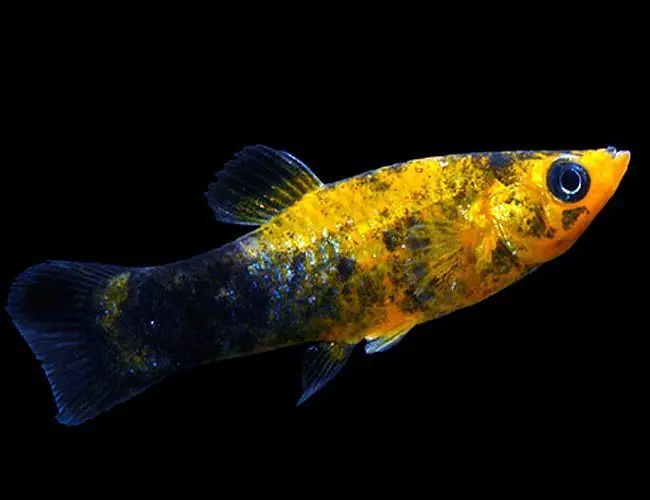 Molly Fish Breeder Pairs — photo 4