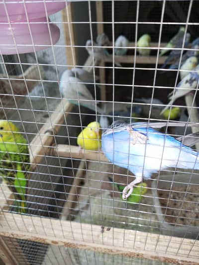 budgies