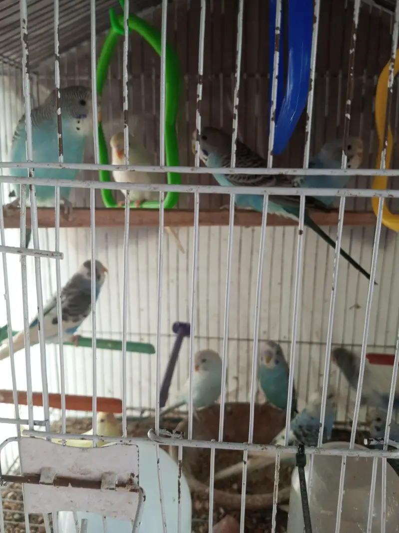 budgies — photo 2