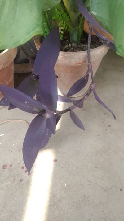  Healthy Indoor Plant for Sale  Money Plant Healthy & Fresh  Sna