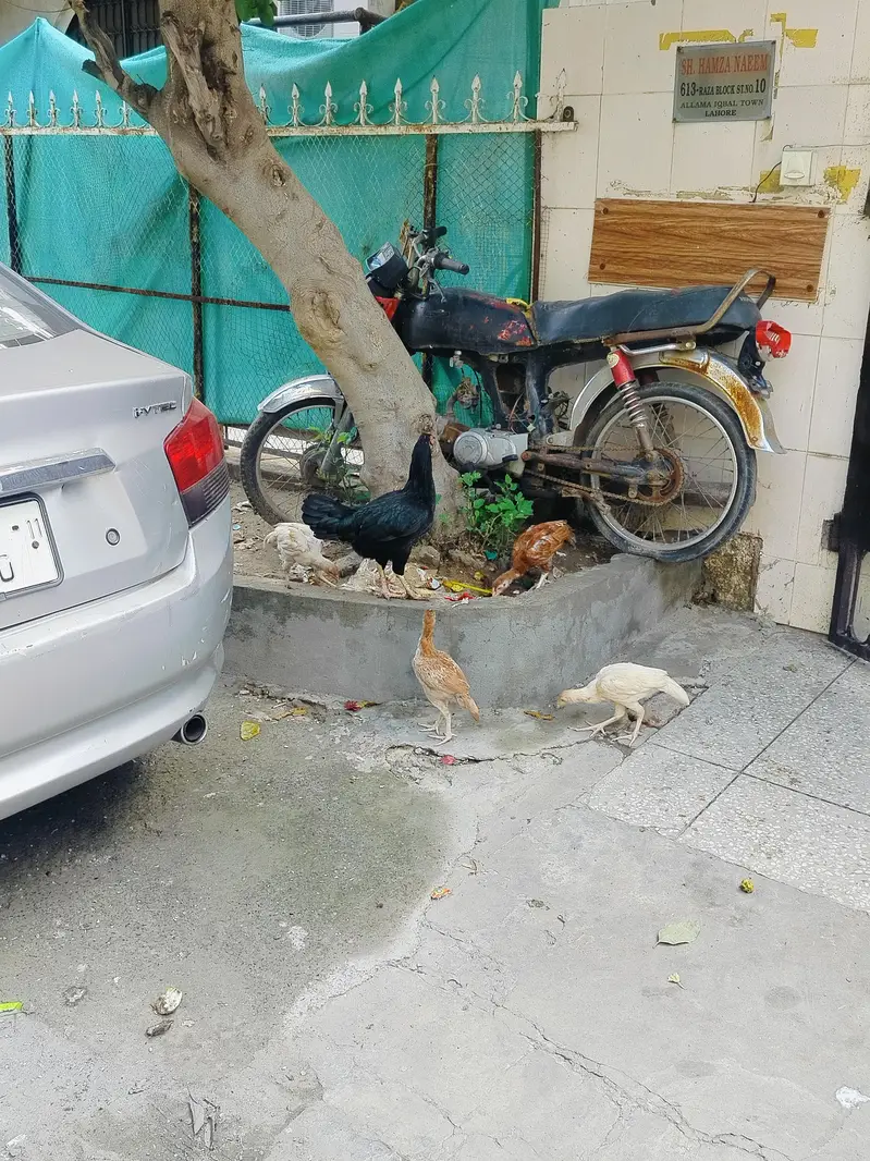 aseel — photo 3