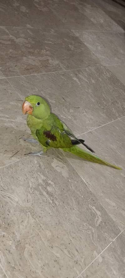 raw parrot hand tame