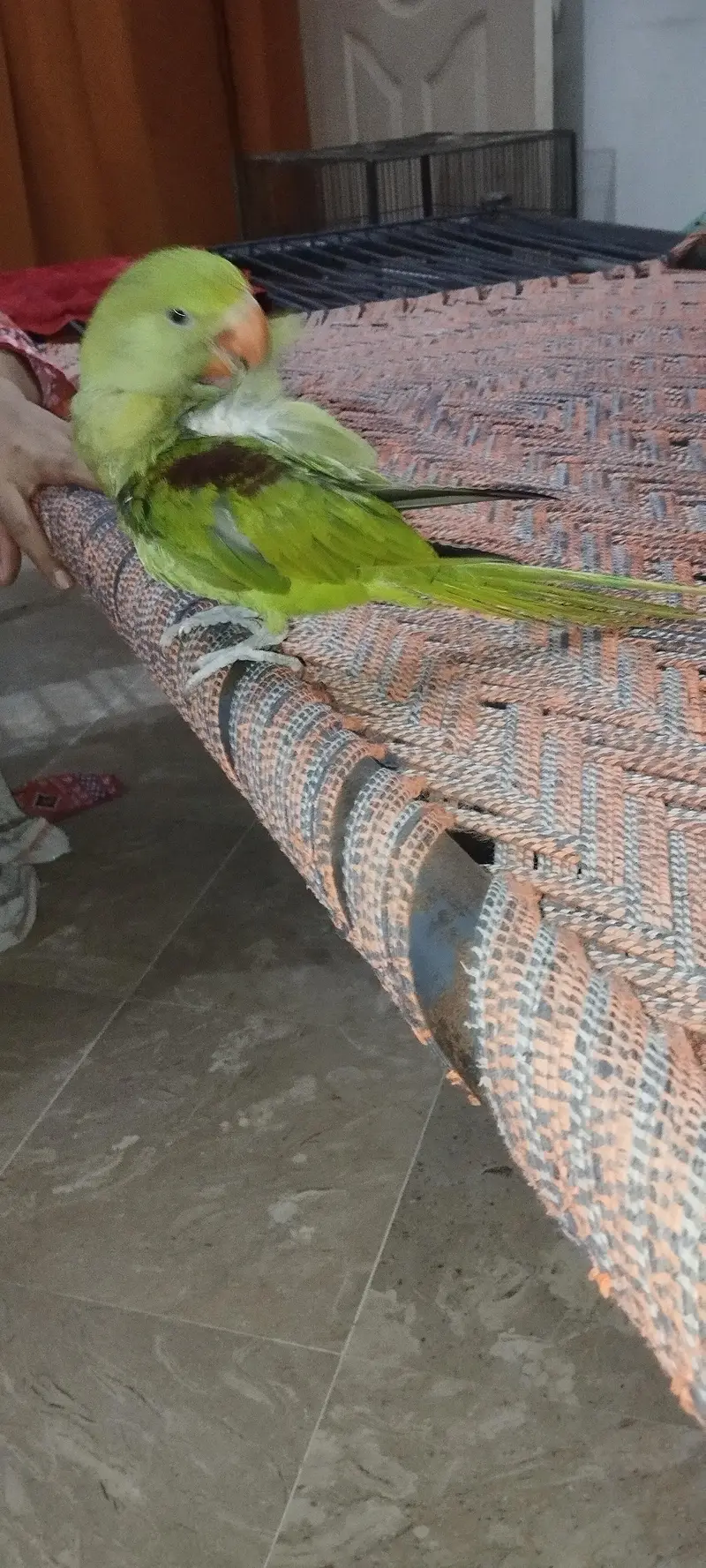 raw parrot hand tame — photo 2
