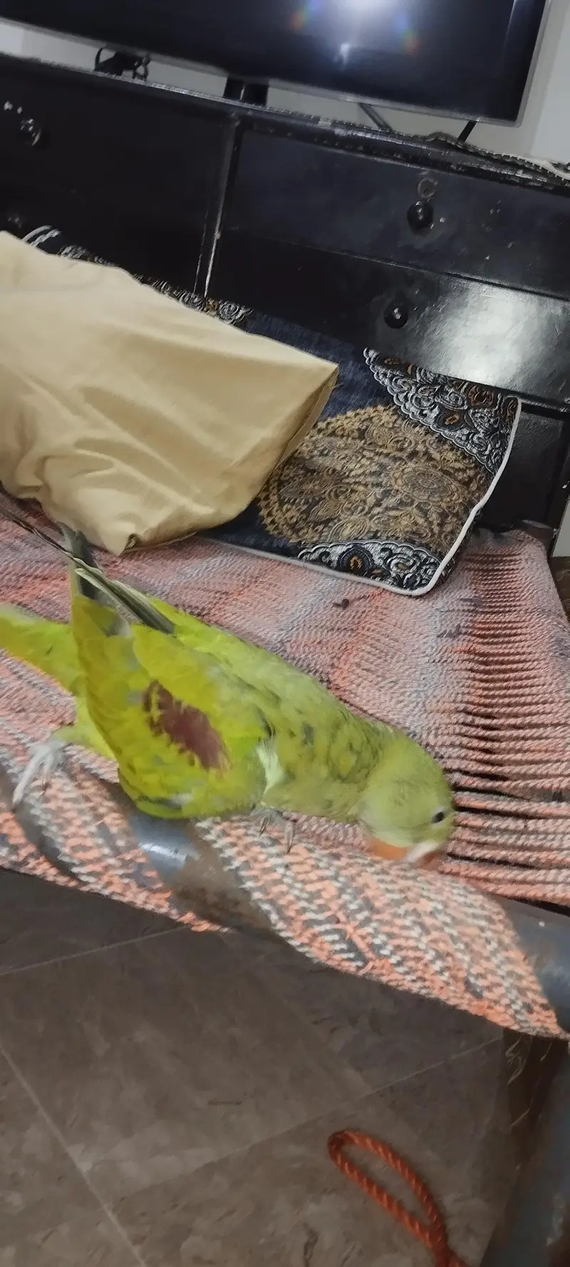 raw parrot hand tame — photo 3