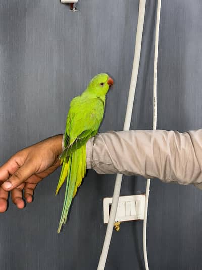 green tamme 0 bite 6 months old