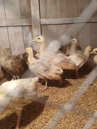 peacocks chicks for sale