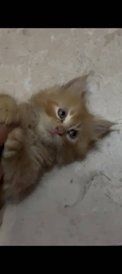 persian cat for sale