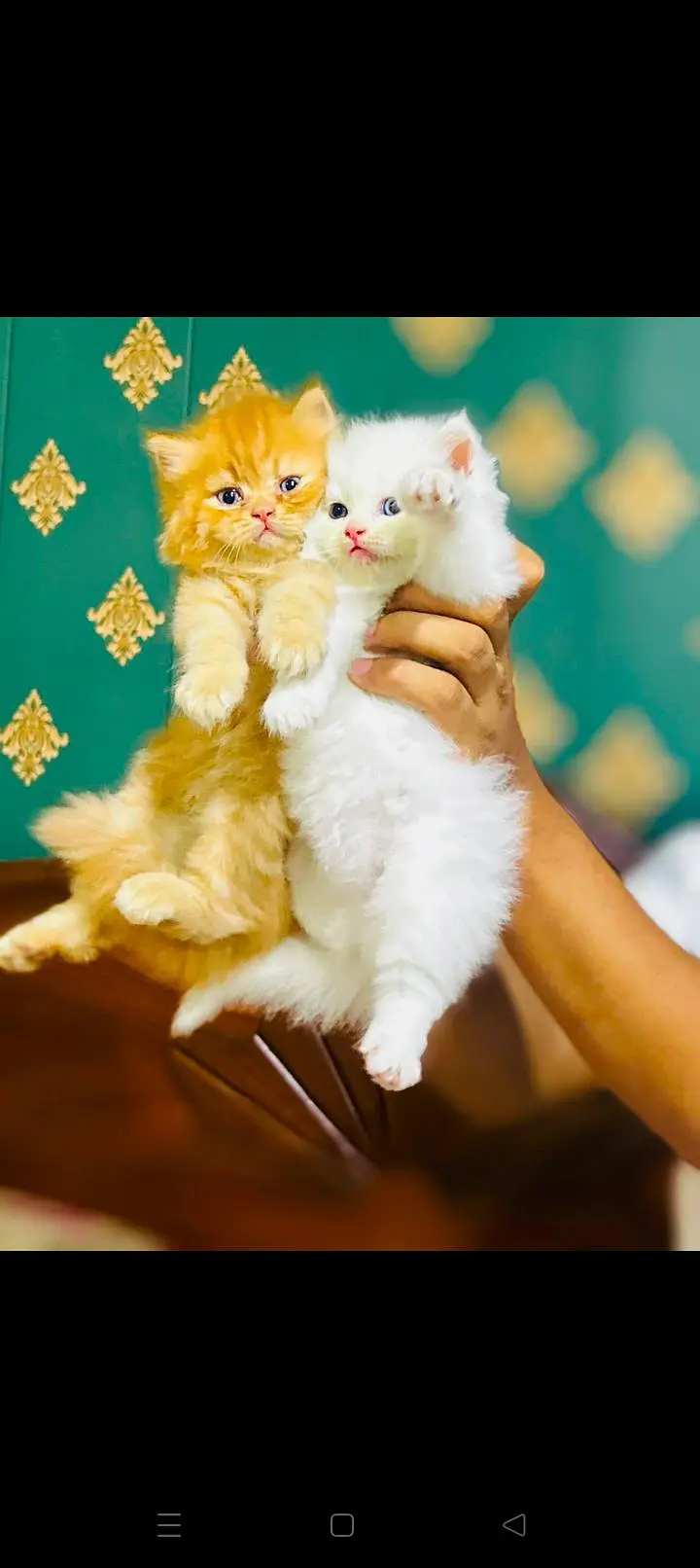 persian cat for sale — photo 2