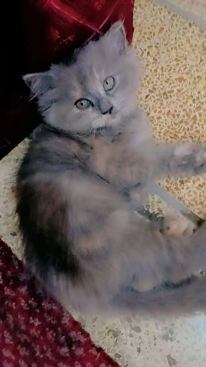 Persian Cat Milli — photo 2