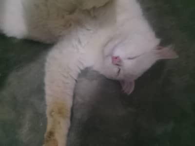 Persian cat