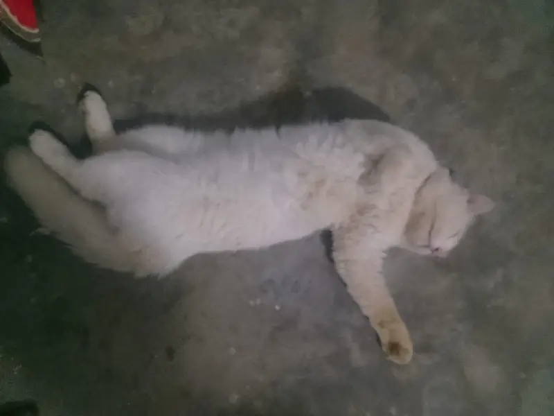 Persian cat — photo 2