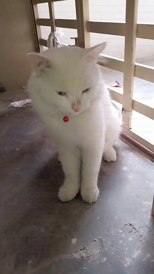 Persian cat — photo 3