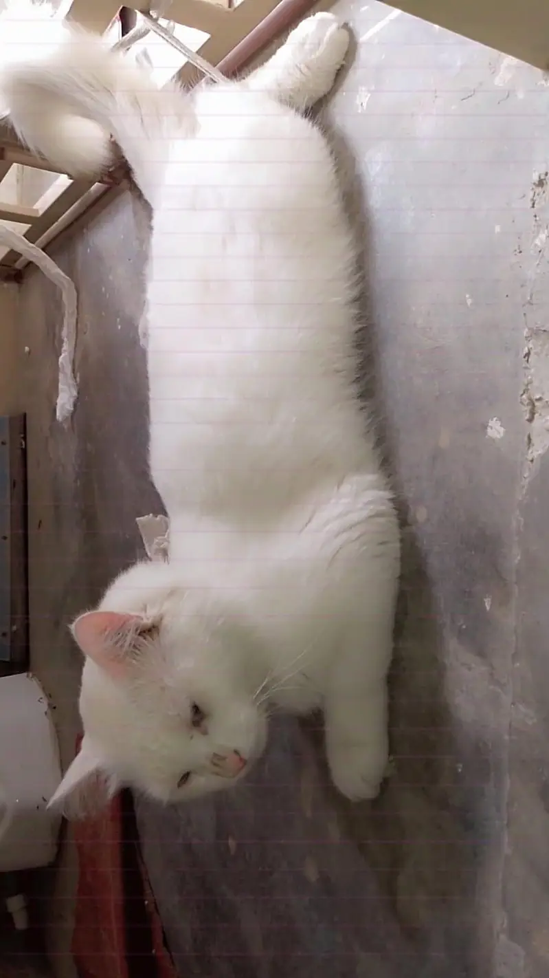 Persian cat — photo 4