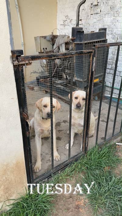 British lab pair