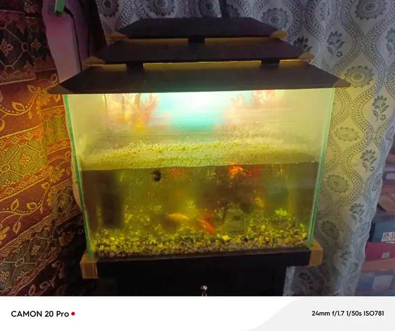 FISH AND AQUARIUM FOR SALE
