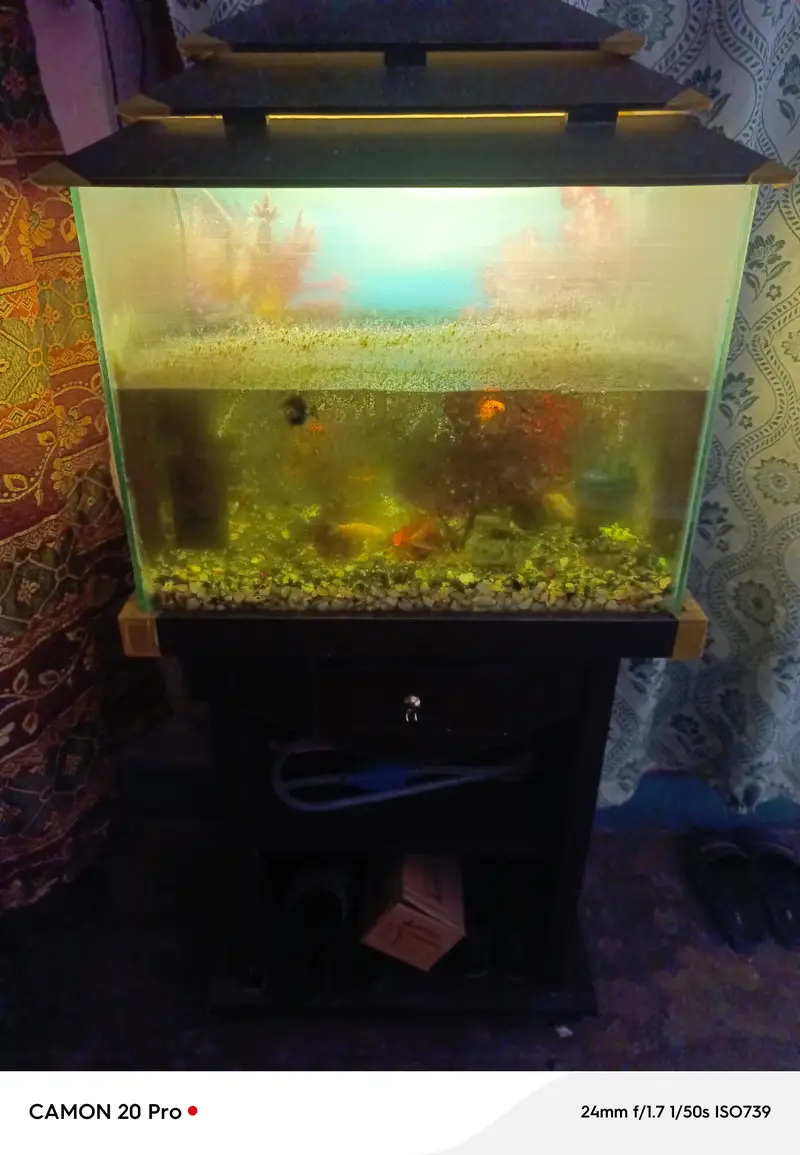 FISH AND AQUARIUM FOR SALE — photo 2