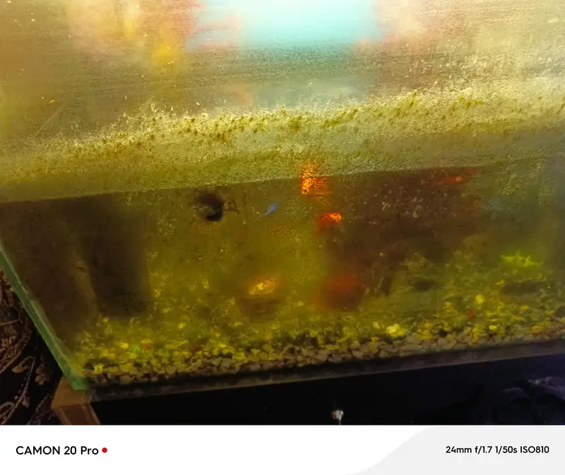 FISH AND AQUARIUM FOR SALE — photo 3
