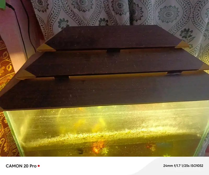 FISH AND AQUARIUM FOR SALE — photo 4