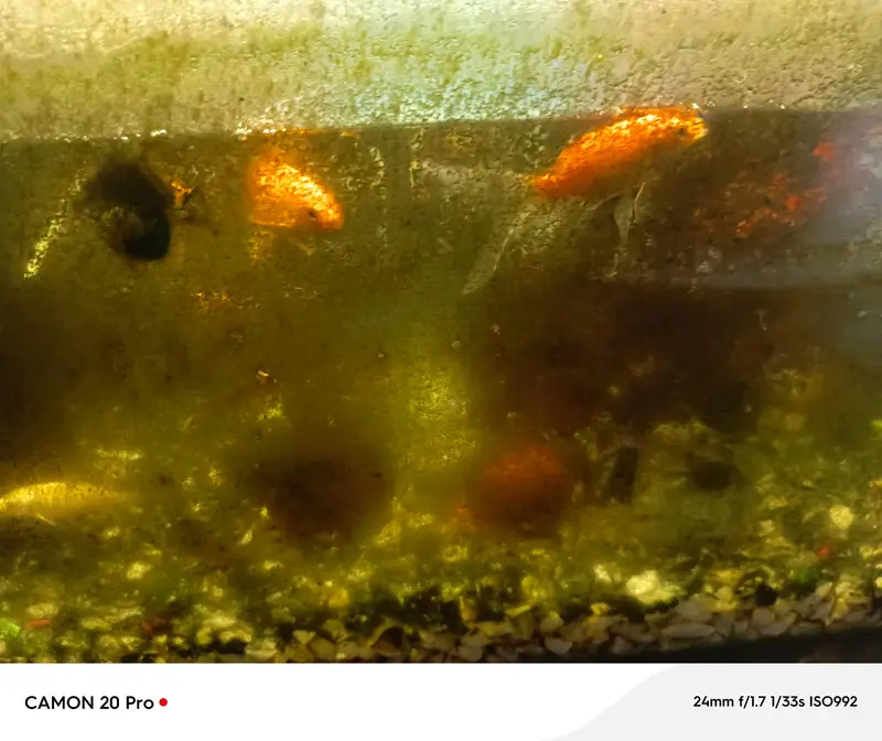 FISH AND AQUARIUM FOR SALE — photo 6