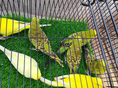 different mutation and normal birds available