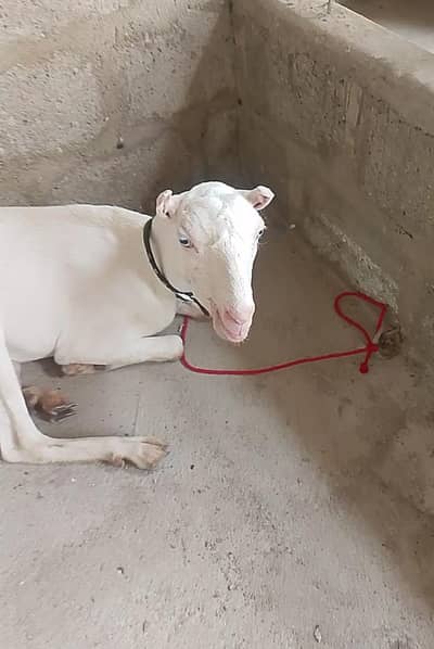 gulabi teddy bakri / teddi bakri / goat / bakri gulabi bakri